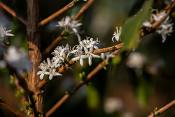 Varginha, Minas Gerais, Brasil: coffee flower plantation