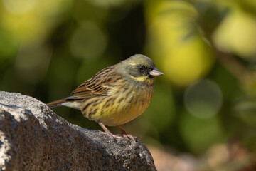 木漏れ日とアオジ