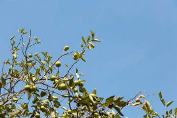 Pirangi, São Paulo, Brasil: Árvore  Limoeiro