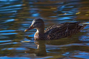 _DSC20131012B6