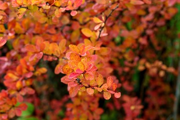 red autumn leaves