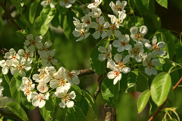 _DSC20150522F29