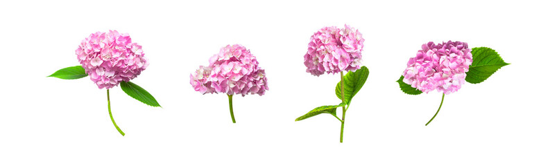 Set of pink Hydrangea flowers and green leaves isolated on white background. Beautiful pink spring...
