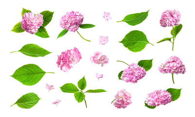 Set of pink Hydrangea flowers and green leaves isolated on white background. Beautiful pink spring...