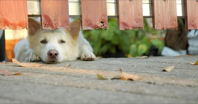 Abandoned Sad Thai Bangkeaw Dog Left Alone At Home Waiting For Owner. Bad Dog Destructive Behavior Destroys Fence Door. Abstract Of Sadness, Loneliness And Boredom Concept.