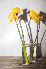Bouquet of daffodils in vase on table against white background. Fresh spring flowers