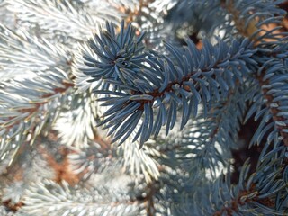 christmas tree branches