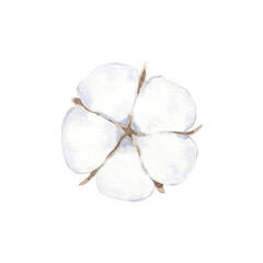 Watercolor cotton flower