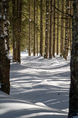 a lot of fresh snow in the spruce forest at a sunny winterday on the mountains