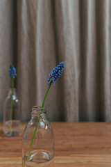 Two fresh blooming purple blue muscari flowers on glass bottles with water standing on the wooden table on minimal gray curtain background with copy space. Home decor spring composition. 