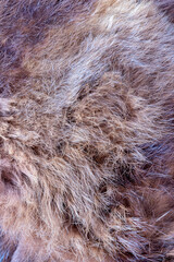 Fur skin with messy hair