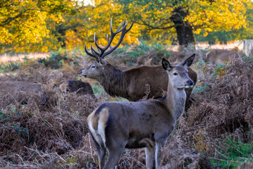 deer in the woods