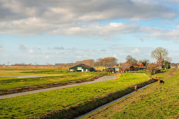 Fototapeta na wymiar Picturesque Dutch polder landscape with ditches and a farm. Horses graze on the slope of the dike. The photo was taken on a sunny winter day at the Zeedijk near the city of Dordrecht.