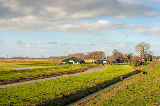 Picturesque Dutch polder landscape with ditches and a farm. Horses graze on the slope of the dike. The photo was taken on a sunny winter day at the Zeedijk near the city of Dordrecht.