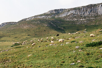 Fototapeta na wymiar Herd of sheep grazes on a green pasture in the mountains
