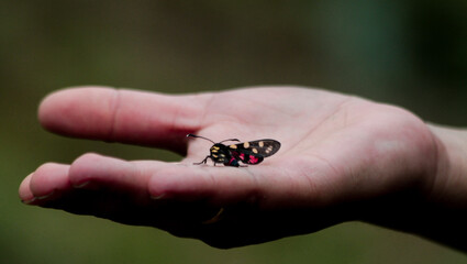 A butterfly on the hand of a lady