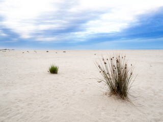 Grass growing on beach, Sardinia, Italy