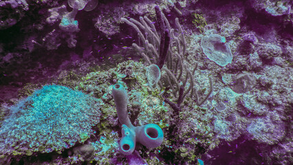 Underwater Landscape 