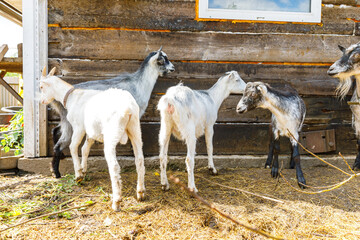 Cute free range goatling on organic natural eco animal farm freely grazing in yard on ranch background. Domestic goat graze in pasture. Modern animal livestock, ecological farming. Animal rights