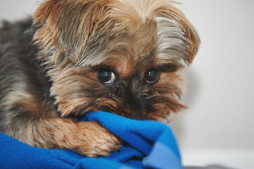 Yorkshire terrier closeup at studio against a white background