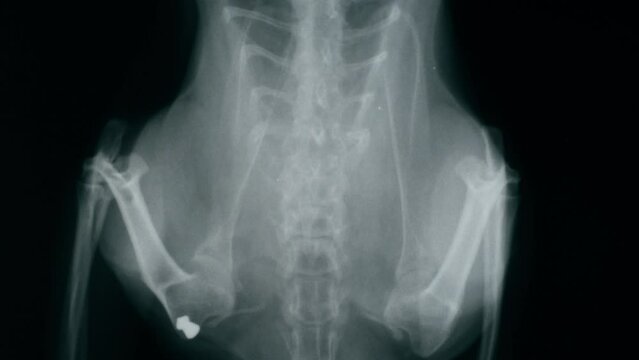 Animal bones x-ray close-up. Doctor veterinarian examining cat or dog skeleton roentgen.