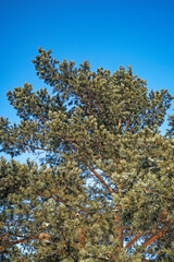 The upper part of a pine tree against the blue sky on a winter day