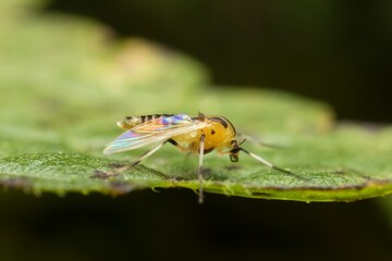 yellow Chironomidae on a leaf 