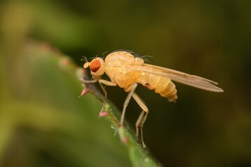 lesser fruit fly Drosophila melanogaster
