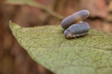 caterpillar Monostegia abdominalis on a leaf 