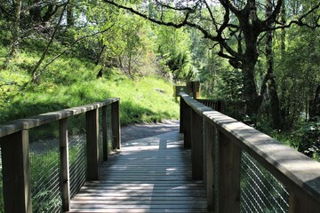Obraz premium A serene pathway flanked by lush green trees and foliage. The path is bordered by a low wall or railing on both sides, creating a tunnel-like effect with the overhanding branches