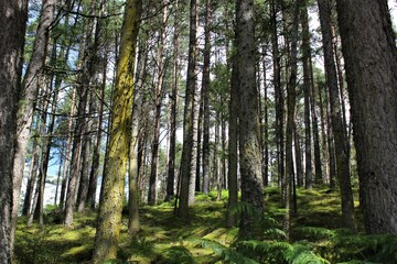 Serene forest scene with tall, slender coniferous pines with textured bark and patches of green moss. Summer season