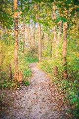 The sun's rays break through the leaves in the  forest