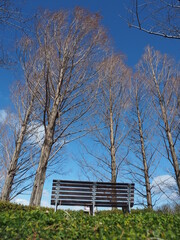 公園のベンチと木