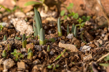 Sprouts making their way through the soil close-up