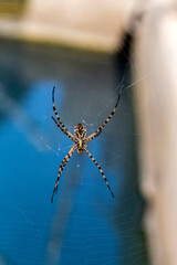 The spider (Argiope lobata) with cobwebs