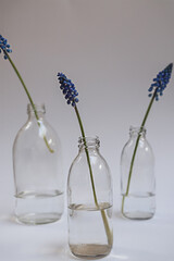 Fresh blooming purple blue muscari flowers on glass bottles with water standing on the table on minimal white background with copy space. Home decor spring composition. Shallow focus.