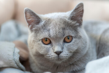 kot brytyjski niebieski