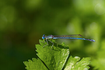 _DSC20130715M8