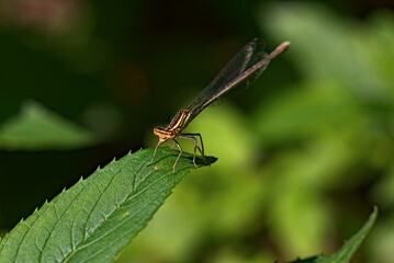 Naklejka premium _DSC20130720M2
