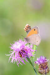 Meadow Brown butterfly - Maniola jurtina resting on Centaurea jacea