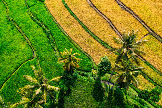Aerial view of tropical rice fields, Lombok, Indonesia
