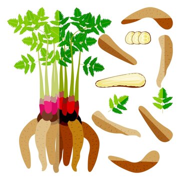 Set of arracacha for banners, flyers, posters, social media. Whole and half, and sliced arracacia xanthorrhiza. Fresh vegetables. Vector illustration in flat style isolated on white background