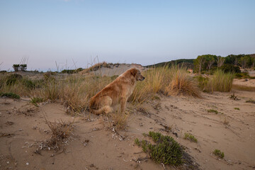 Lonely red dog sits on a sea dune looks into the distance and waits for the owner