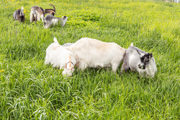 Cute free range goatling on organic natural eco animal farm freely grazing in meadow background. Domestic goat graze chewing in pasture. Modern animal livestock, ecological farming. Animal rights