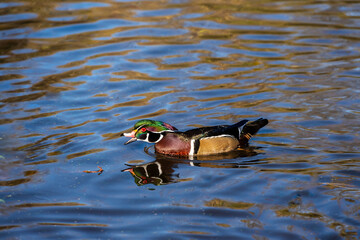 Male Wood Duck  (Aix sponsa) in his magnificent breeding plumage. 
