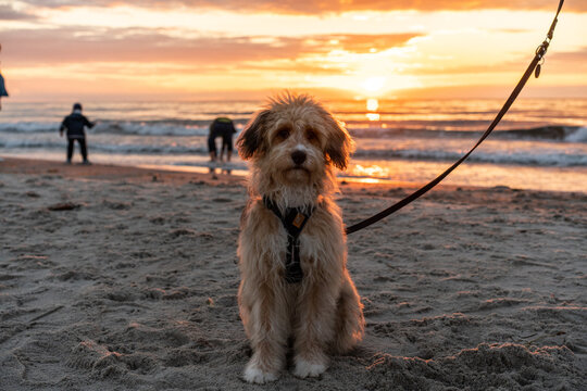 aussiedoodle - aussiepoo