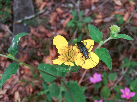 flor amarilla con insectos