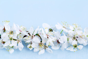Spring banner, branches of blossoming fruit tree branch on blue background. Many flowers, copy space border banner.