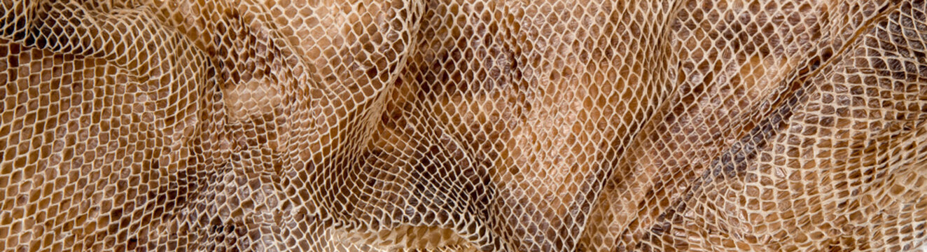 Close up of snake skin texture use for background. High quality