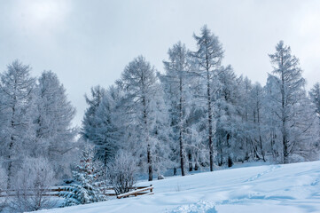 Forêt de mélèzes couverts d'une couche de neige fraiche dans les Alpes suisses